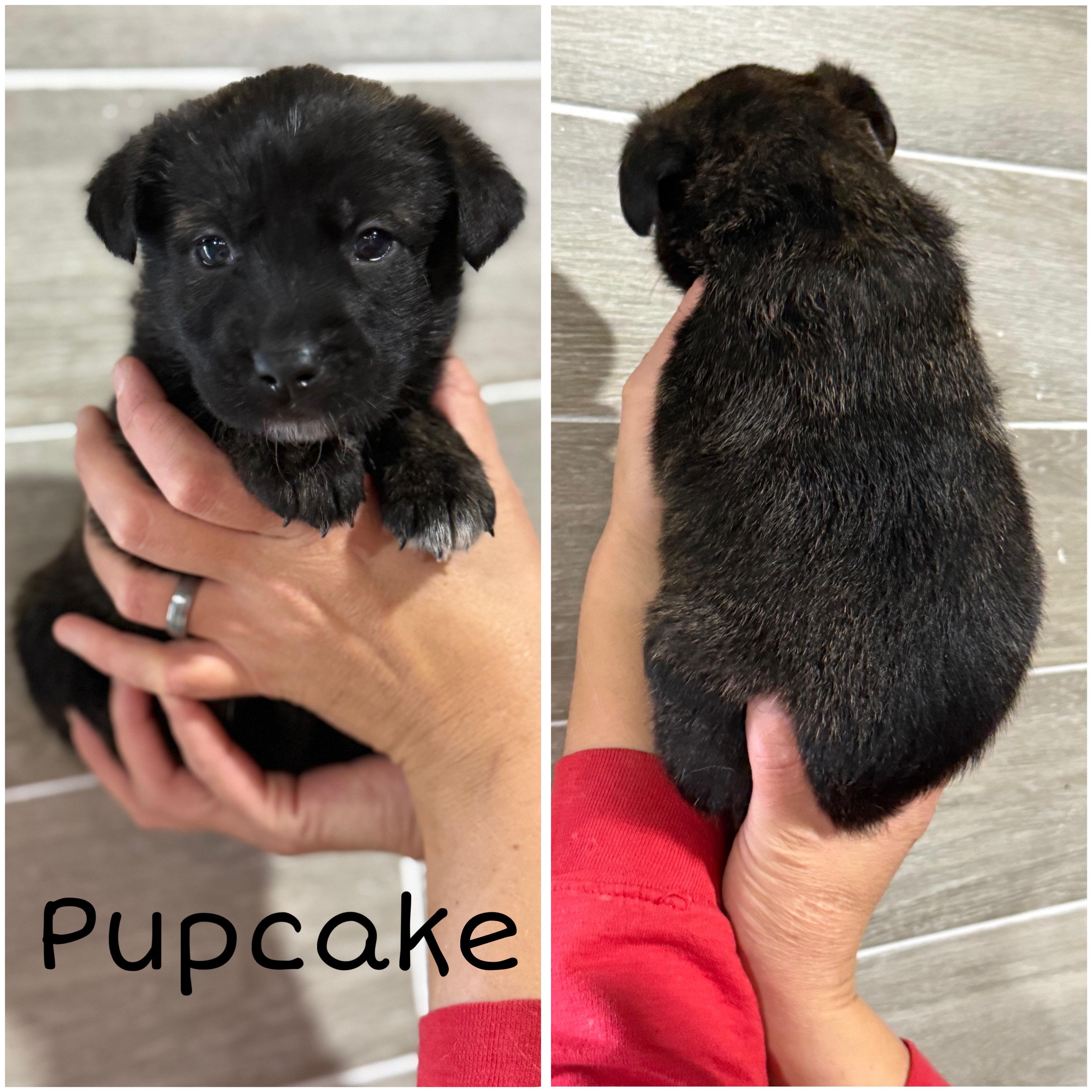 Pupcake