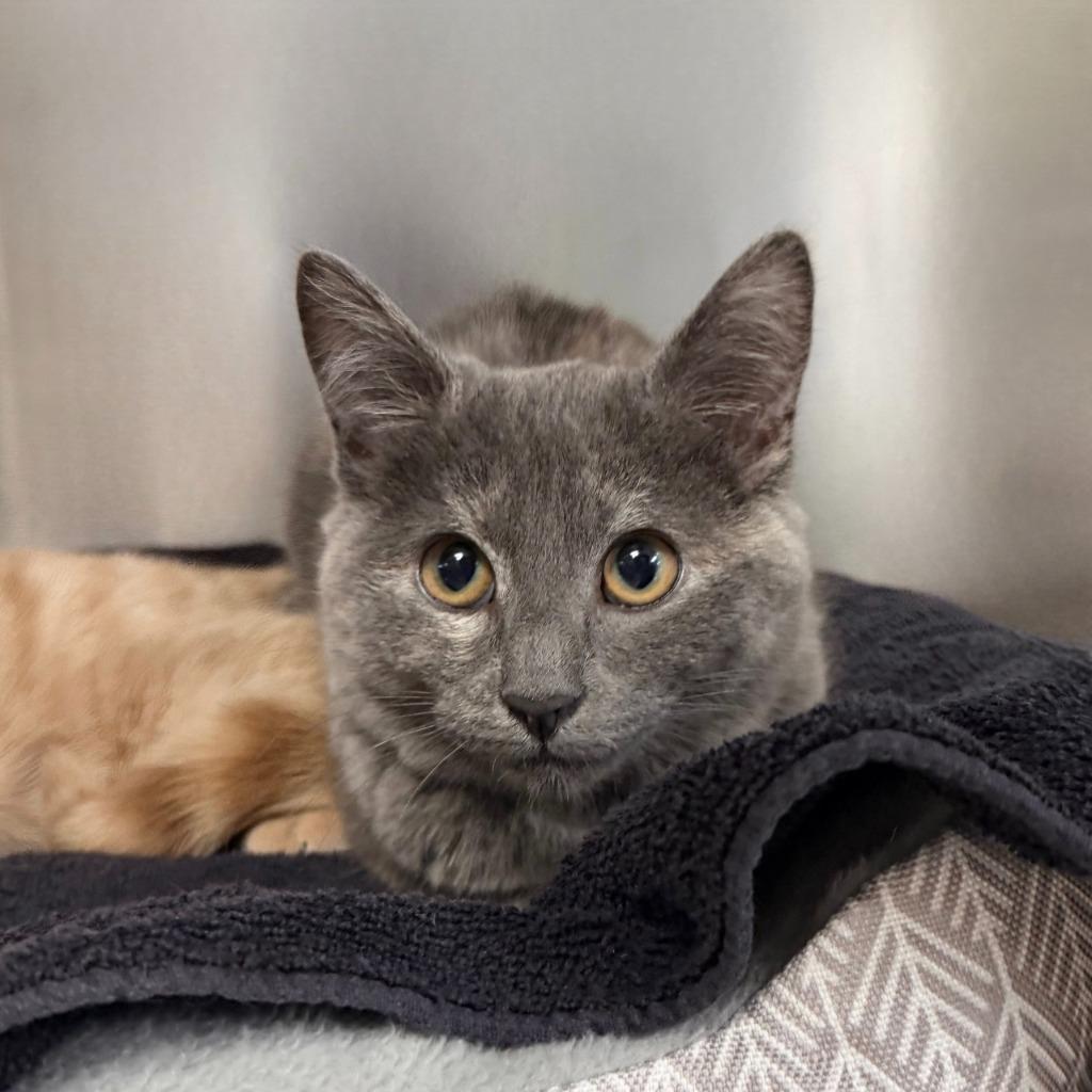 Stormy Strawberry photo 1