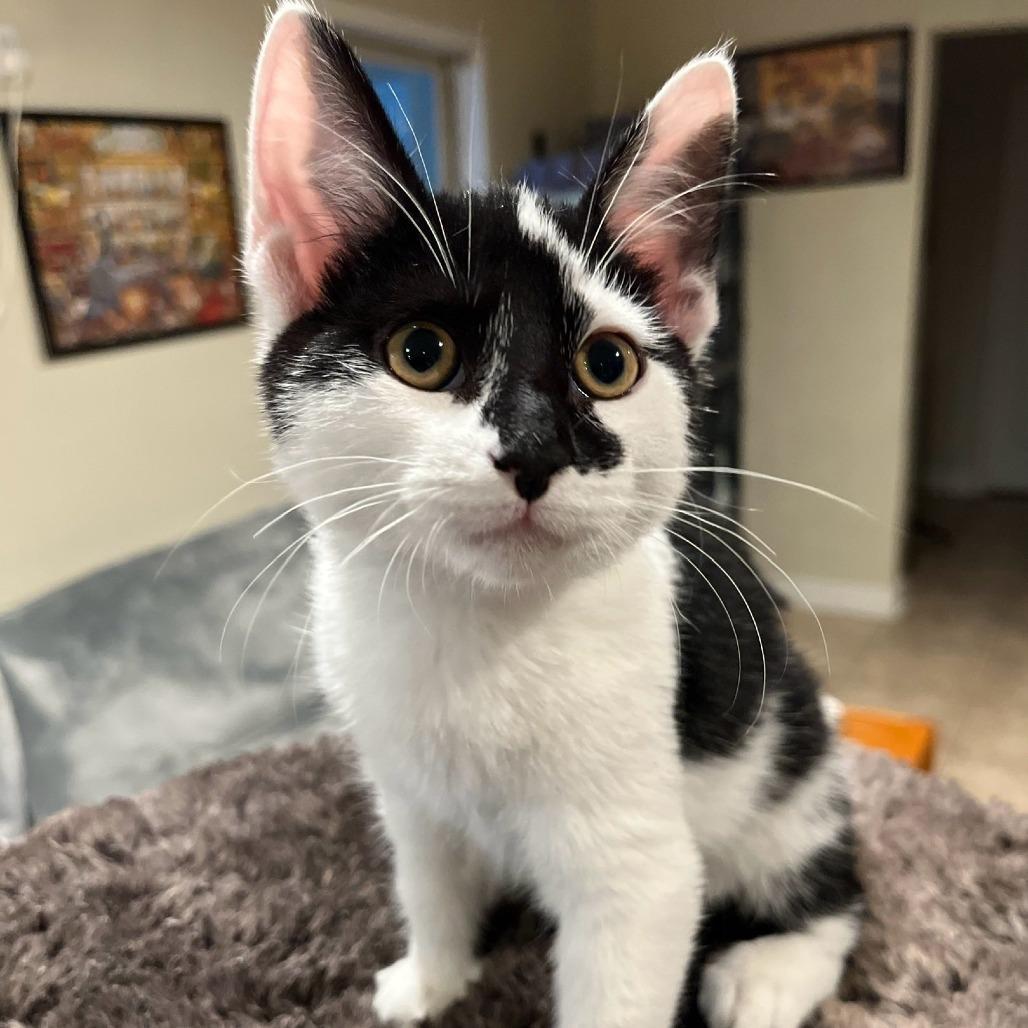 A baby small-sized male White Domestic Short Hair cat named Prince for adoption in Peachtree City, GA
