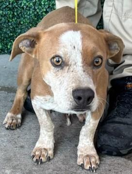 Brave Little Toaster