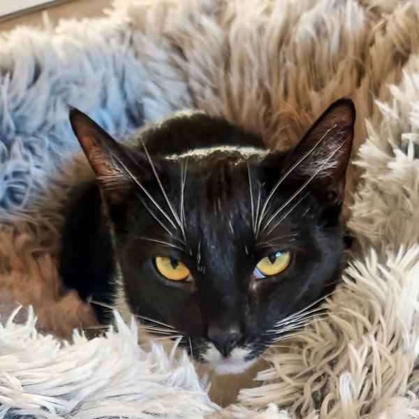 Petunia— Bonded Buddy With