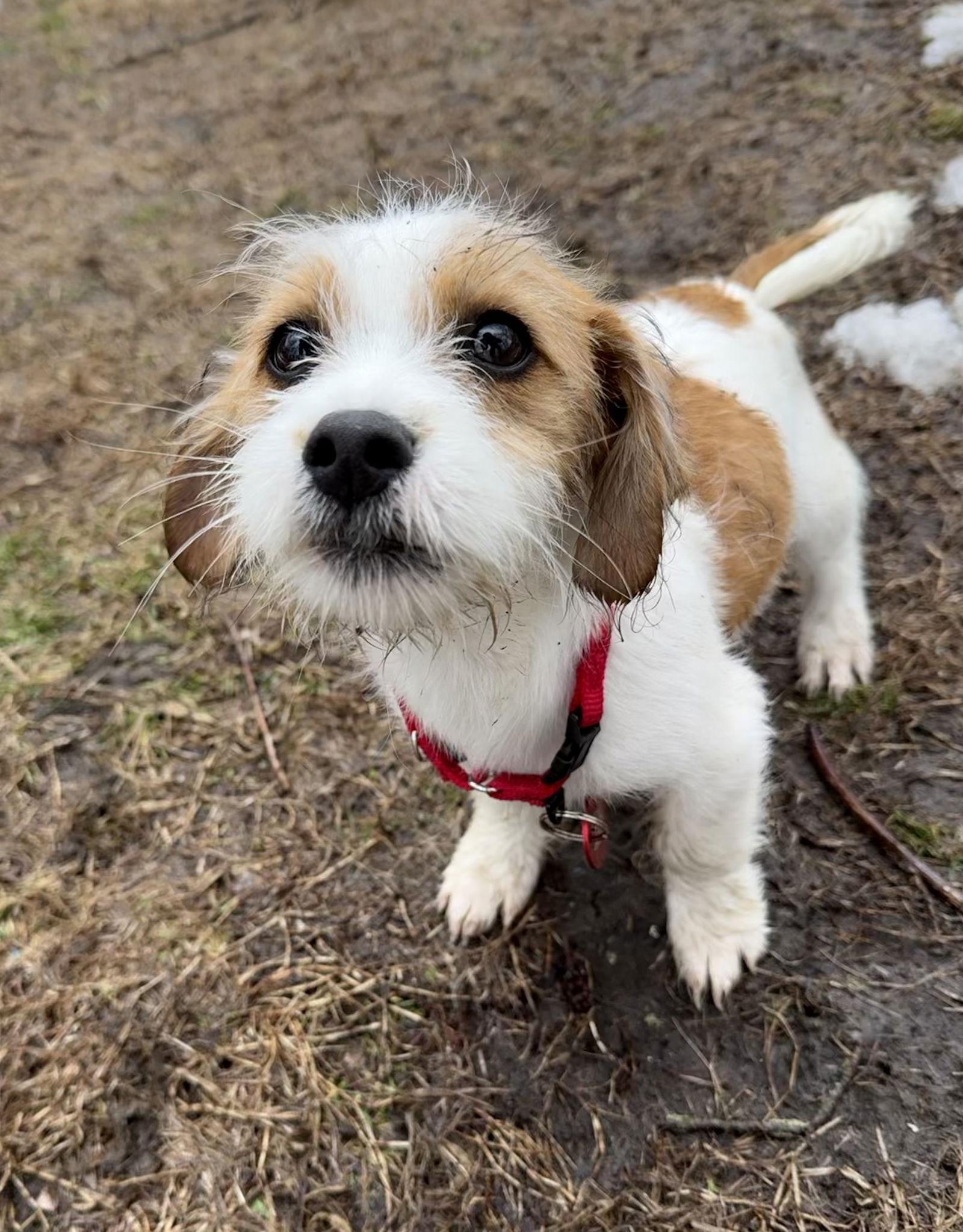 Gator Football Local