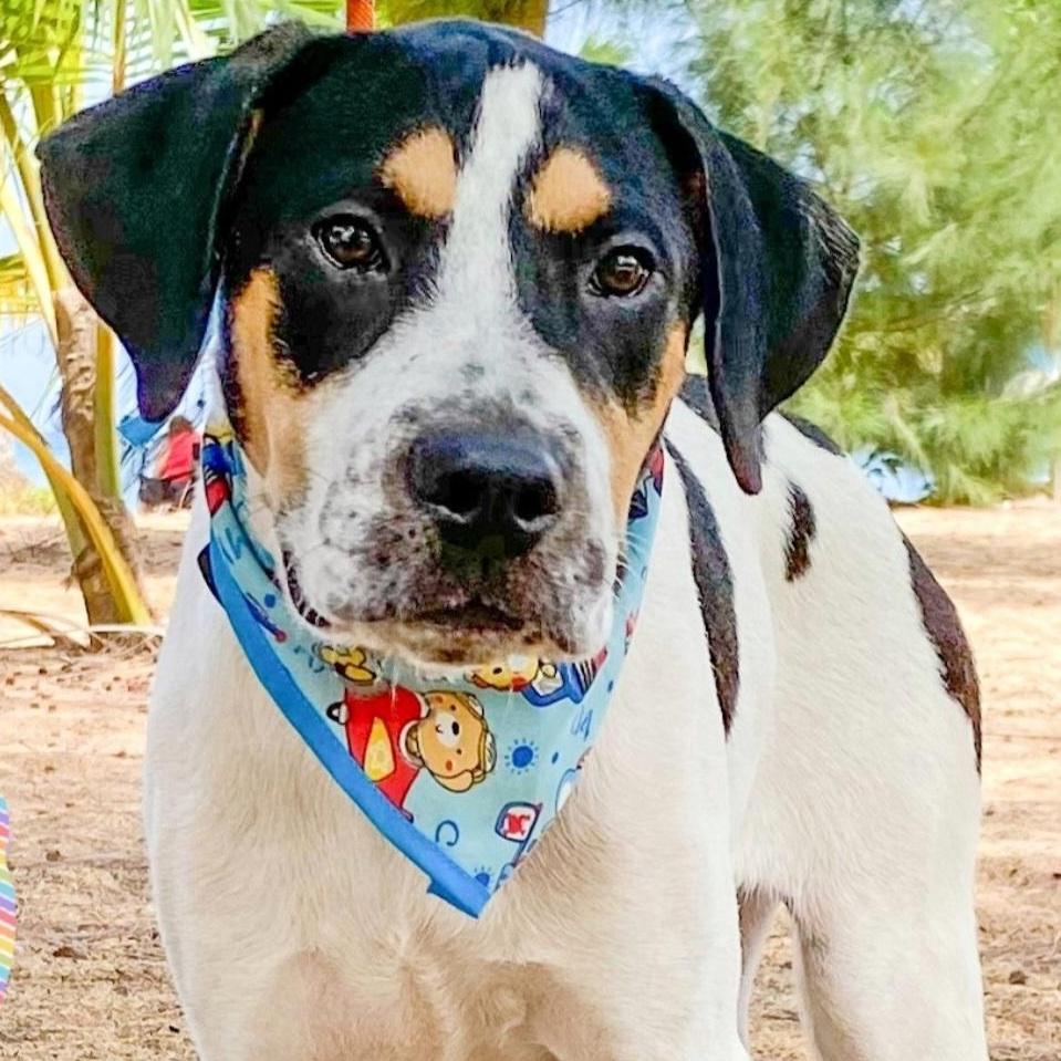 Hulk! "i Love Everyone!"