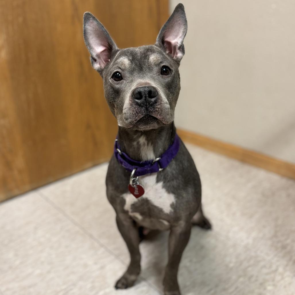 An adult medium-sized female Gray / Blue / Silver Pit Bull Terrier dog named Ellery for adoption in Fargo, ND
