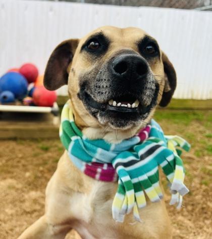 An adult large-sized female Mixed Breed dog named Pennyfee Wavied for adoption in Seneca, SC
