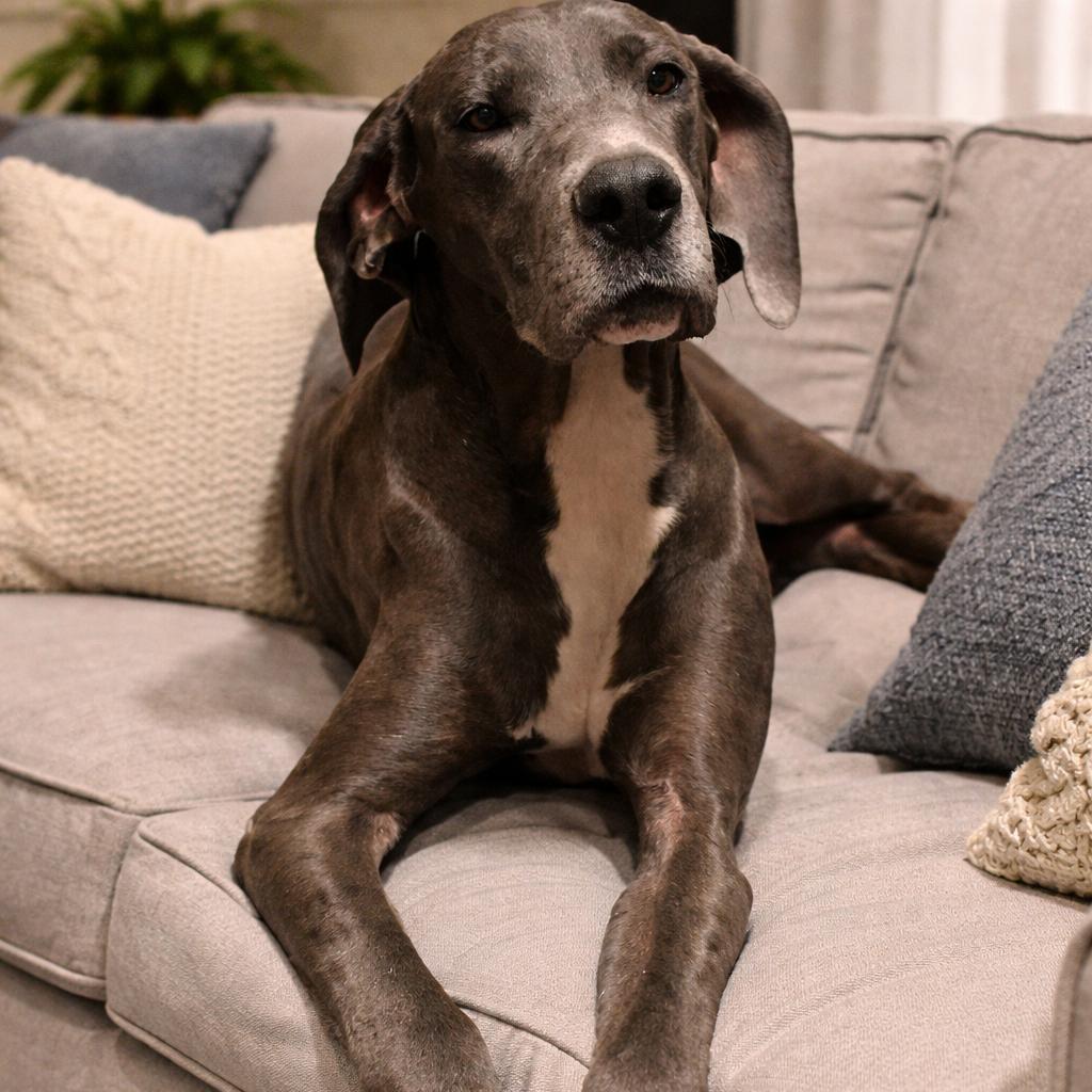 Calypso! Gentle Girl!