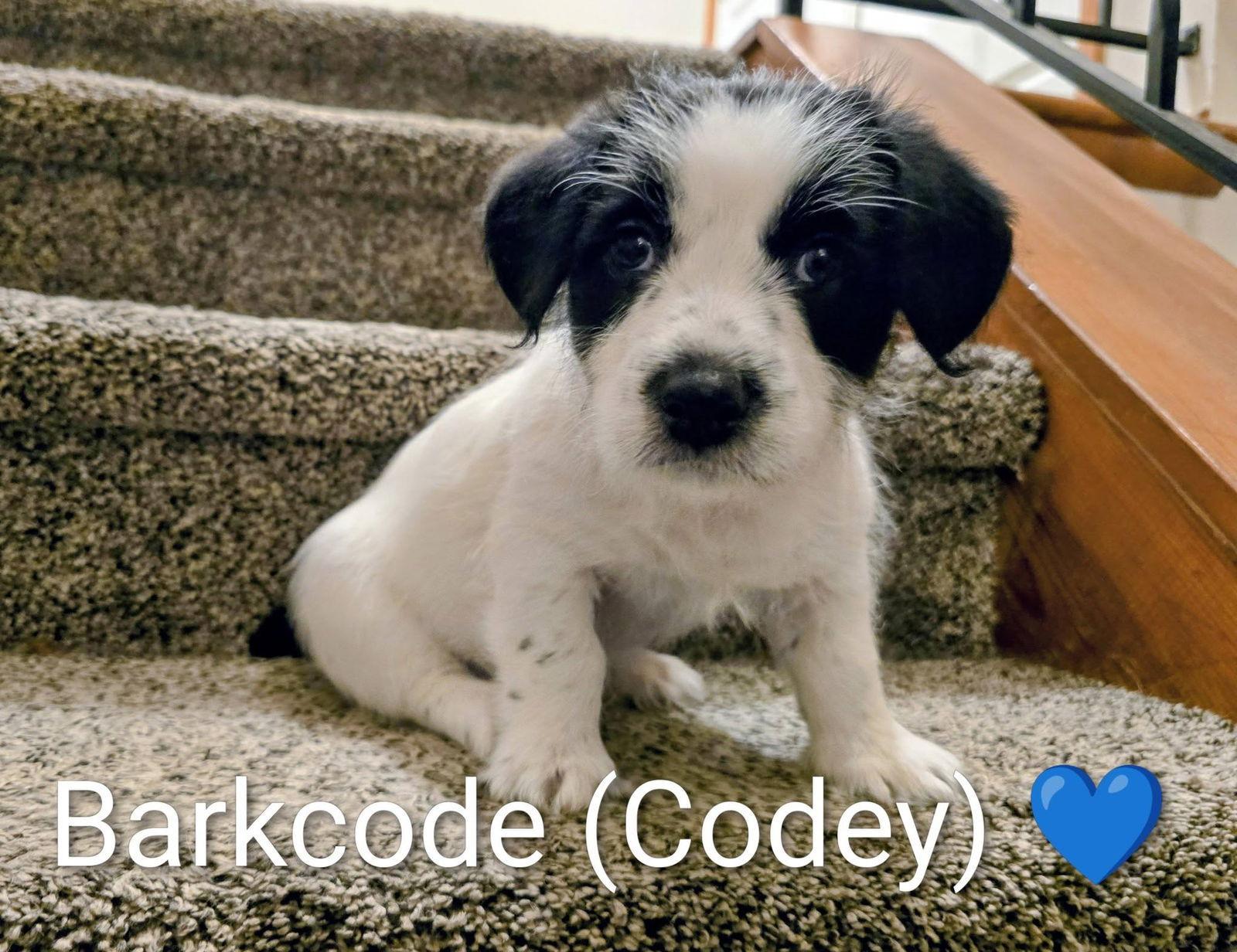 Pippin's Puppies Barkcode