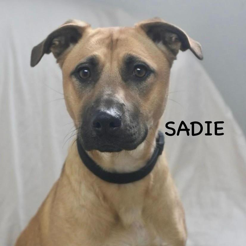 Sadie