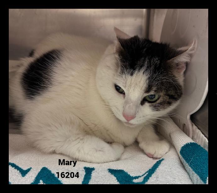 An adult medium-sized female White Domestic Short Hair cat named Mary for adoption in Marietta, GA