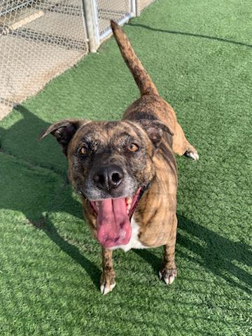 Courtesy Listing Bonnie