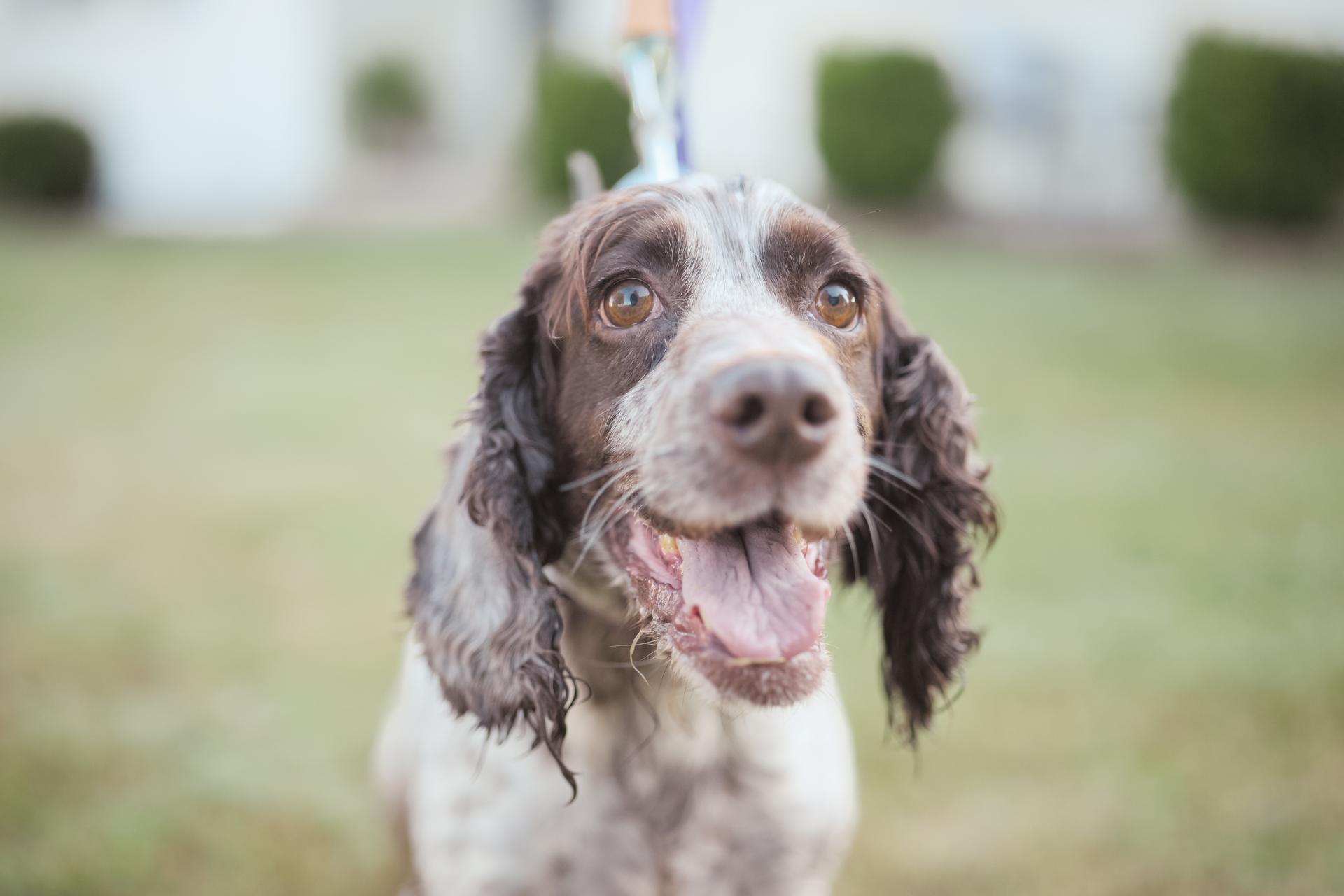 An adult medium-sized female White / Cream English Springer Spaniel dog named Thelma Transport for adoption in Gradyville, KY