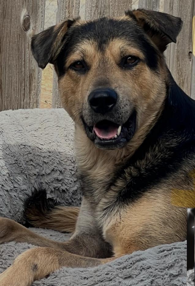 An adult medium-sized male Yellow / Tan / Blond / Fawn German Shepherd Dog dog named Noodles for adoption in Canyon, TX