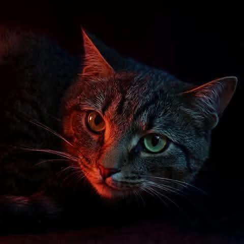 An adult large-sized female Brown / Chocolate Domestic Short Hair cat named Sapphire Fee for adoption in Alexandria, VA