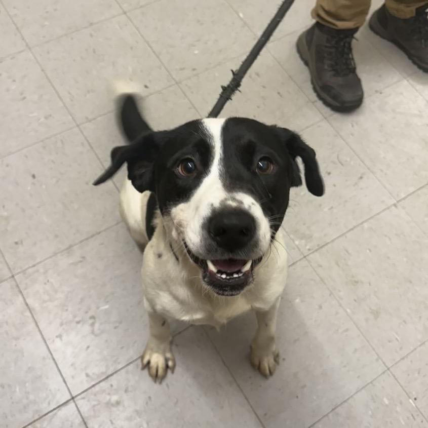 An adult medium-sized male Black Mixed Breed dog named Dusty for adoption in Alexandria, VA