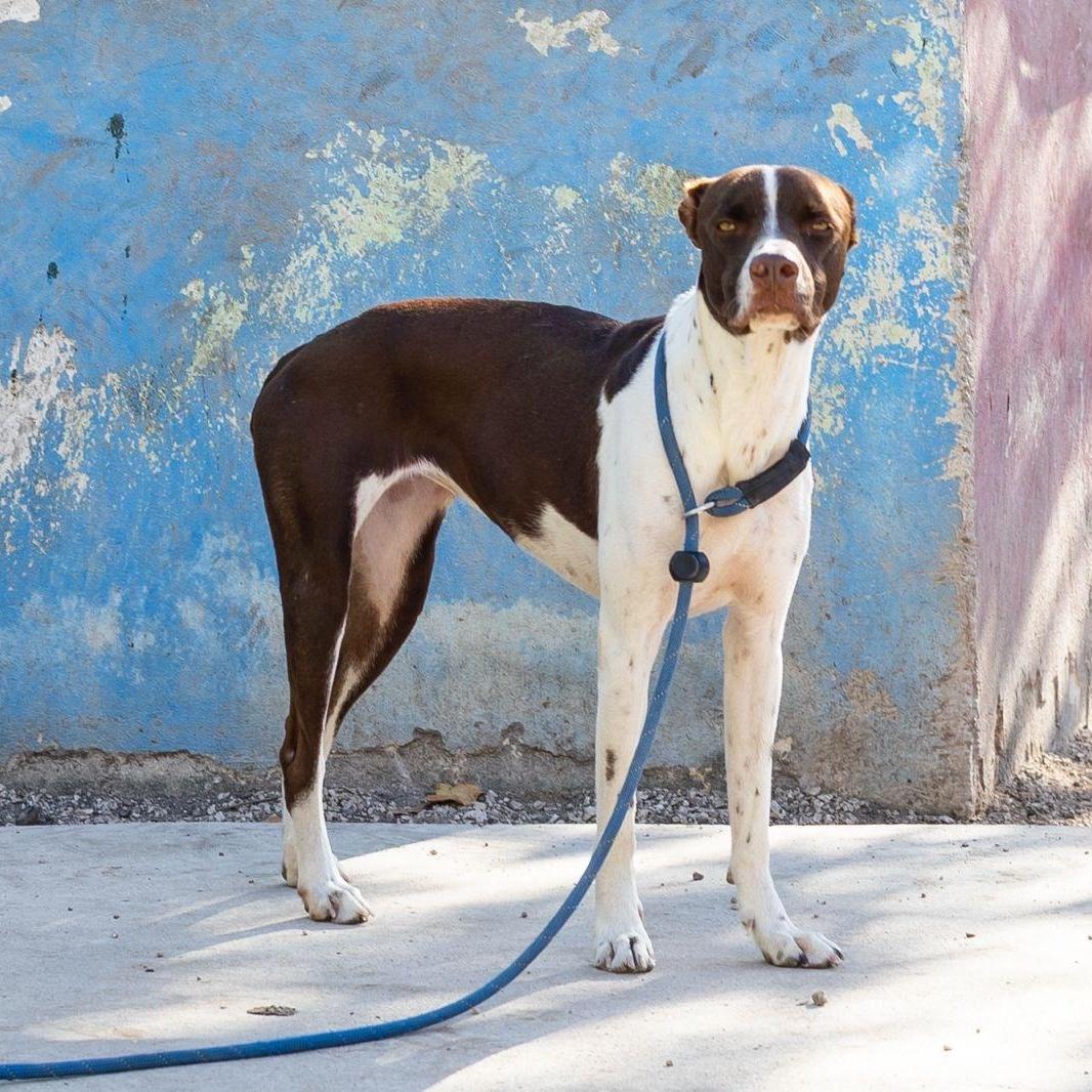 A young medium-sized female Whippet dog named Isabella for adoption in New York, NY