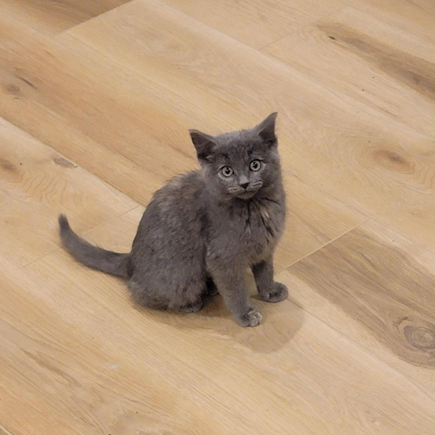A baby medium-sized female Dilute Tortoiseshell cat named Mackenzie for adoption in Wyandotte, MI