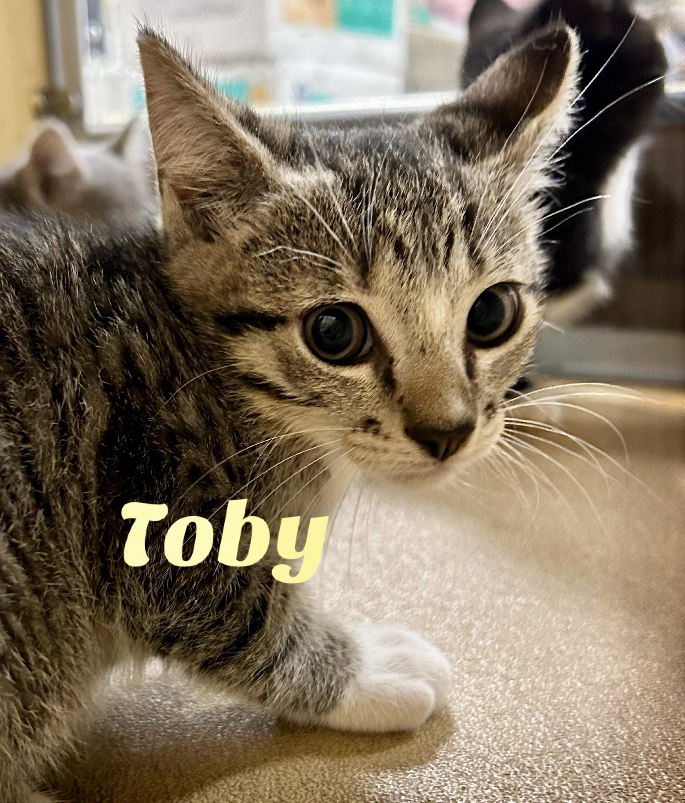 Toby