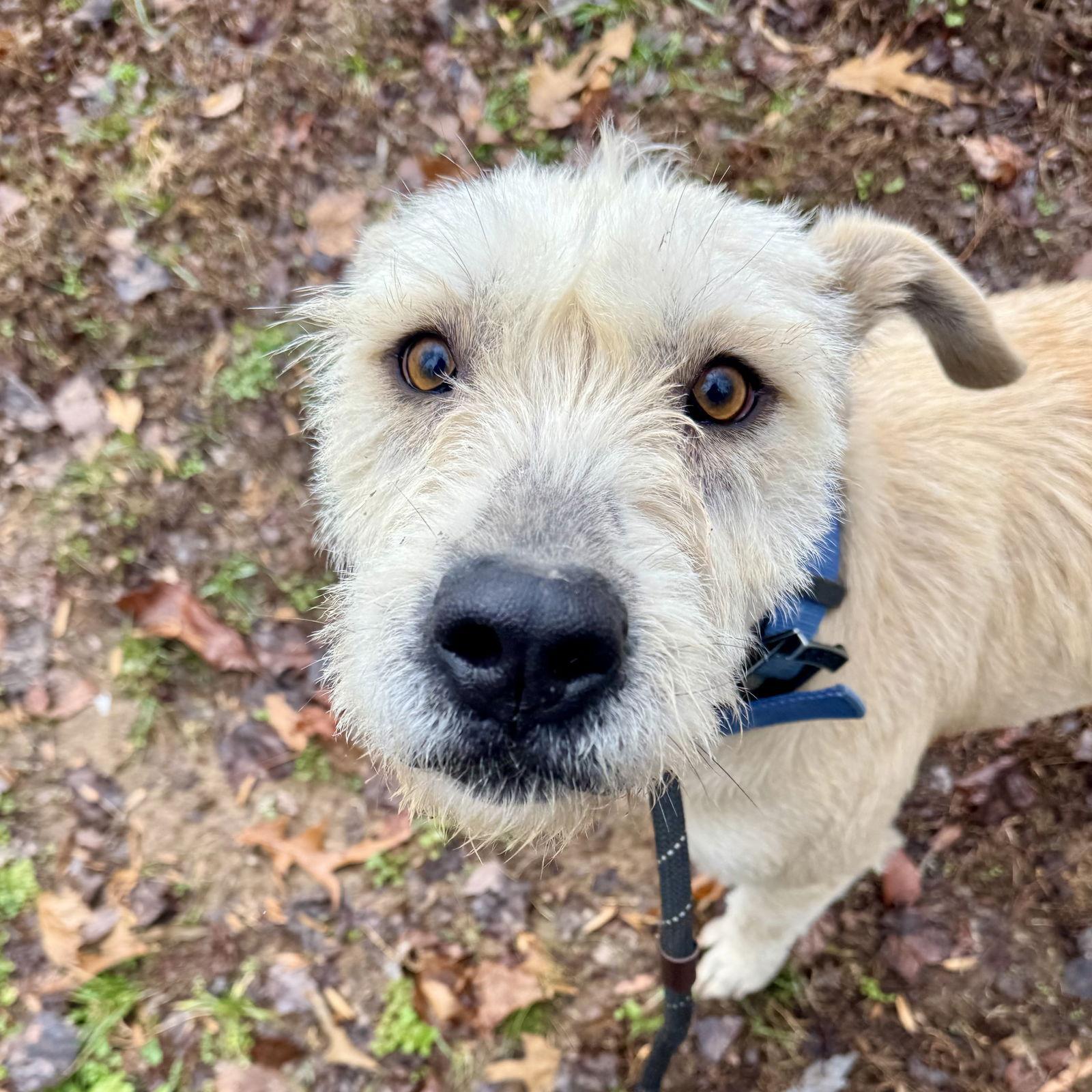 An adult large-sized female Terrier dog named Pearl for adoption in Sparta, TN