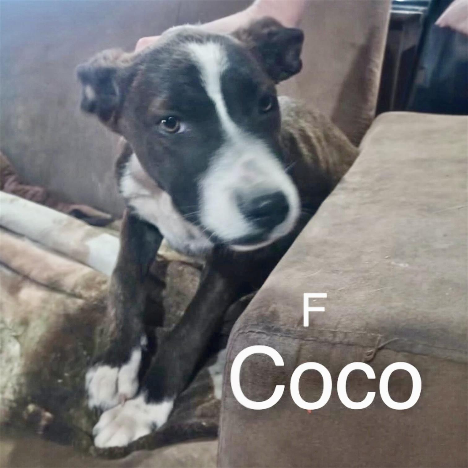 Coco