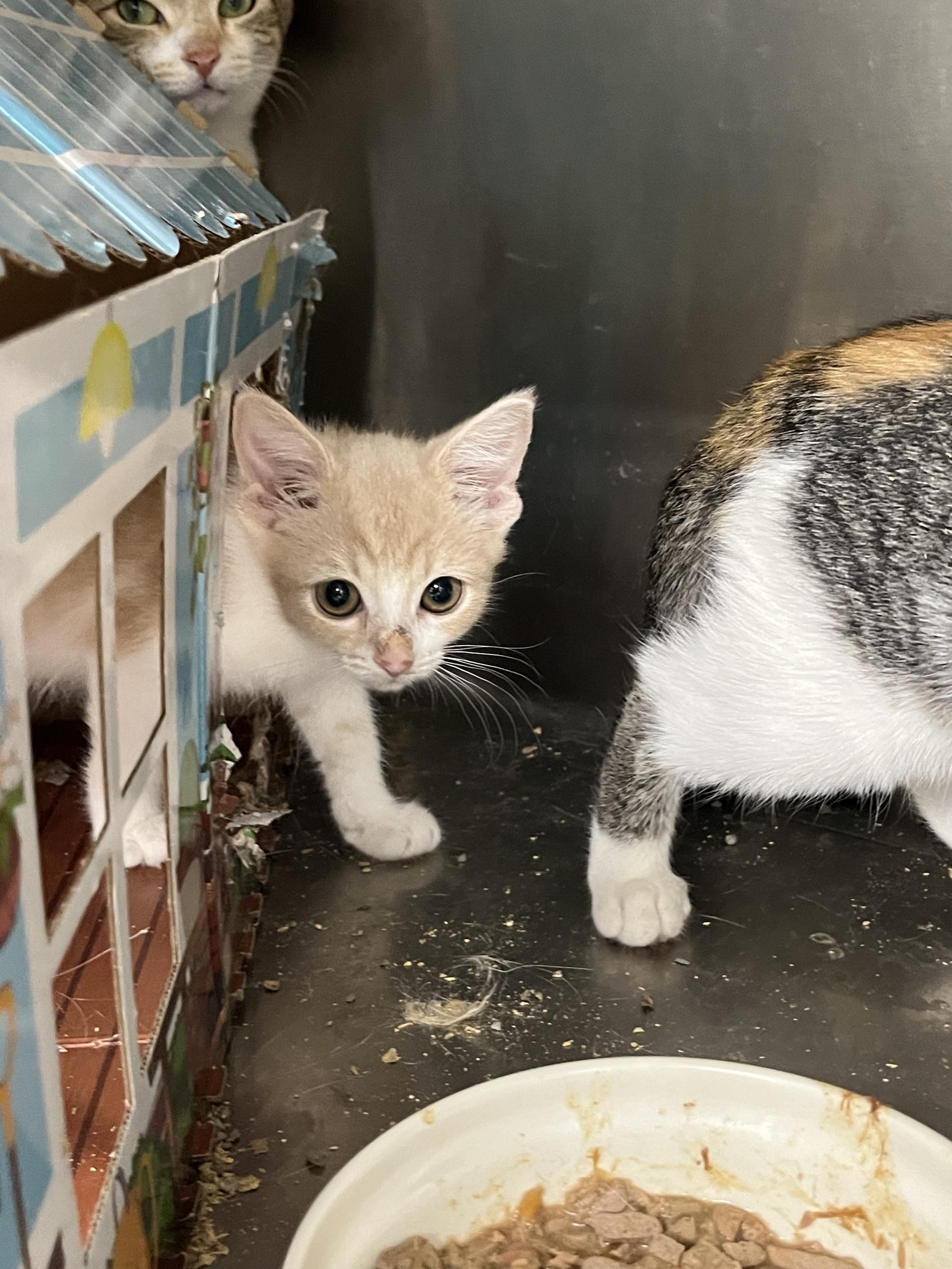 A young medium-sized female Domestic Short Hair cat named Dreamcicle for adoption in Brighton, MI