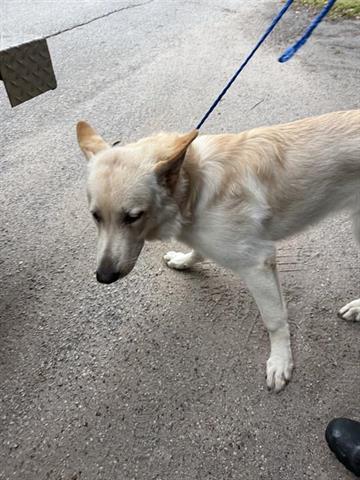 A young large-sized male German Shepherd Dog dog named Guero for adoption in Houston, TX