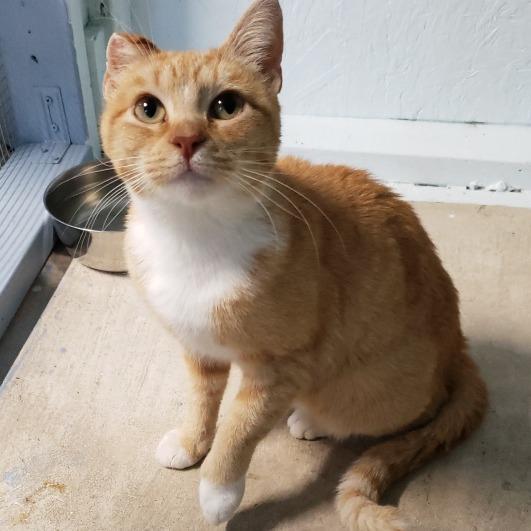 Candy Pretty Orange Tabby