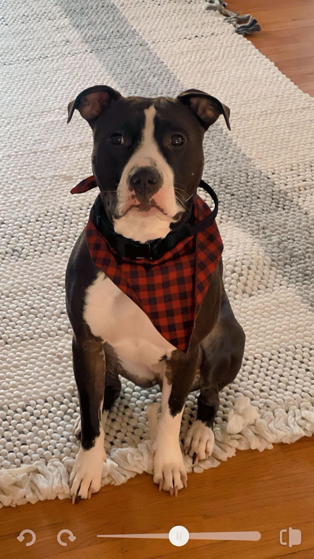 An adult medium-sized male Bicolor Pit Bull Terrier dog named Loki for adoption in New York, NY