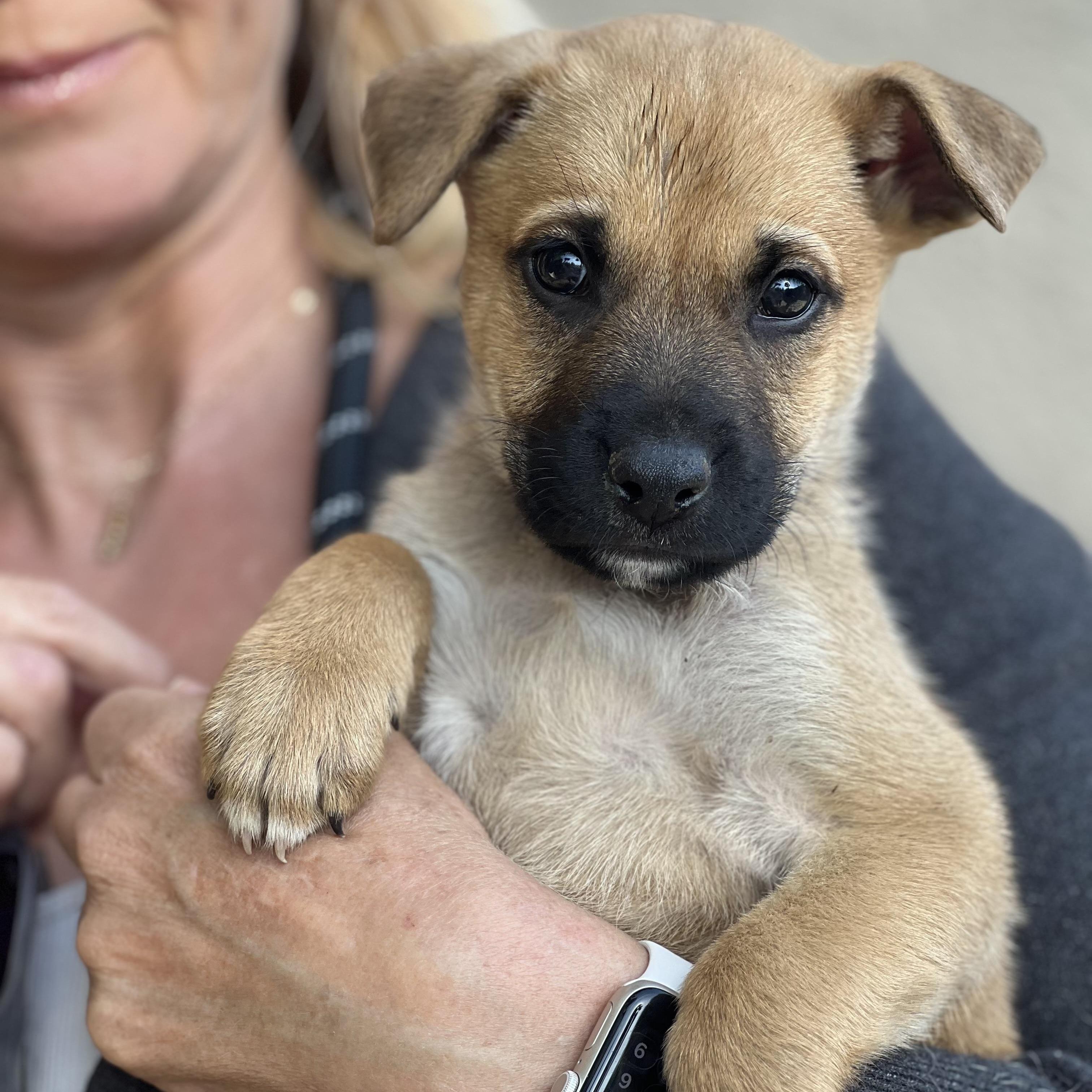 Buddy~ Gentle And Curious