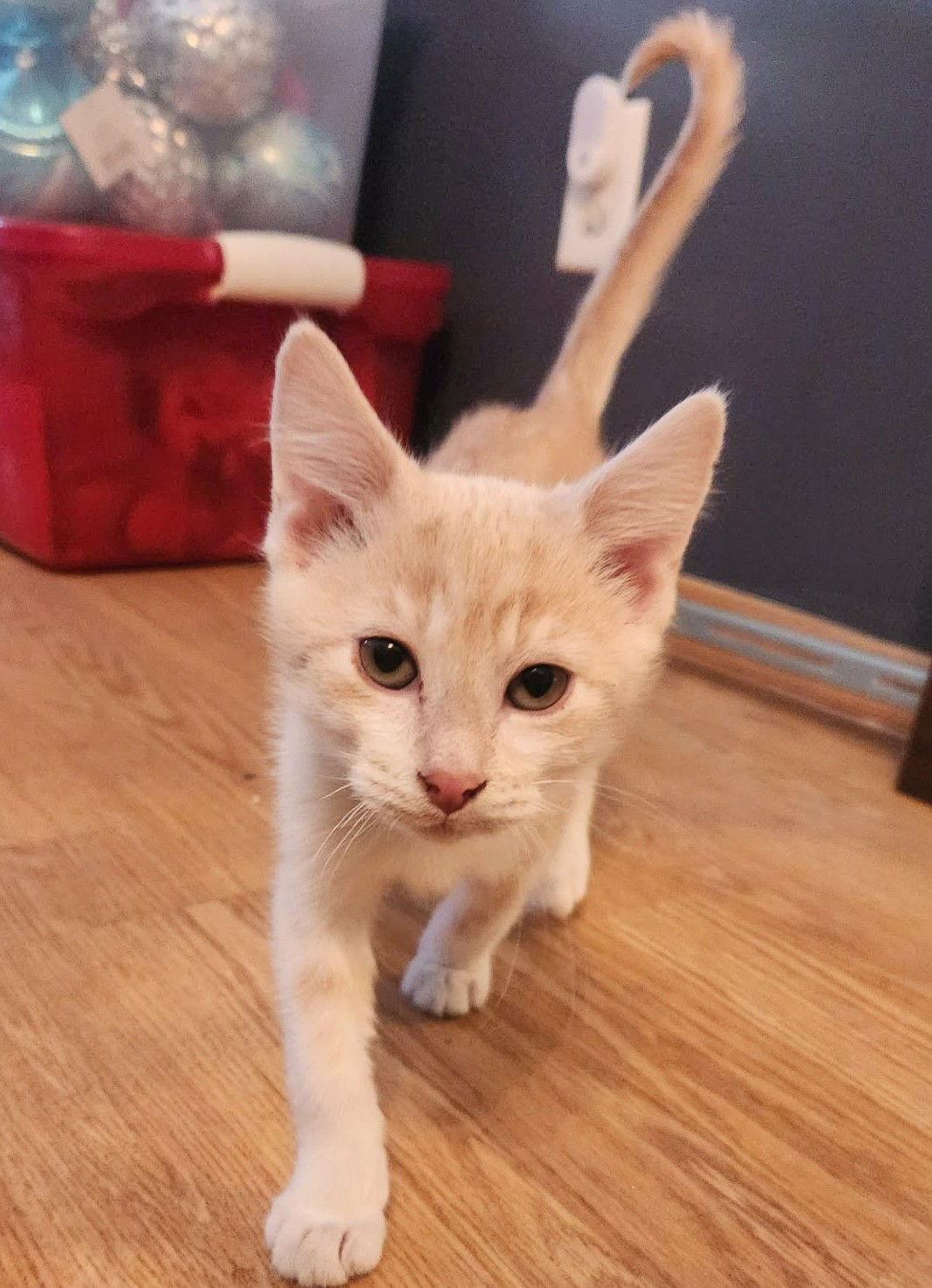 A young small-sized male Orange / Red Domestic Short Hair cat named Pickles C for adoption in minneapolis, MN