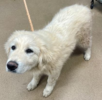 A young large-sized male Mixed Breed dog named Courage for adoption in Chamblee, GA