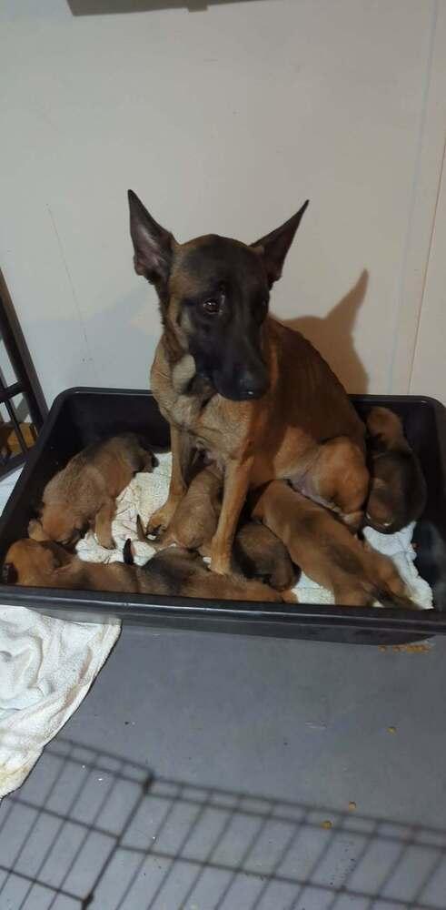 Stormy Skye Litter Albus