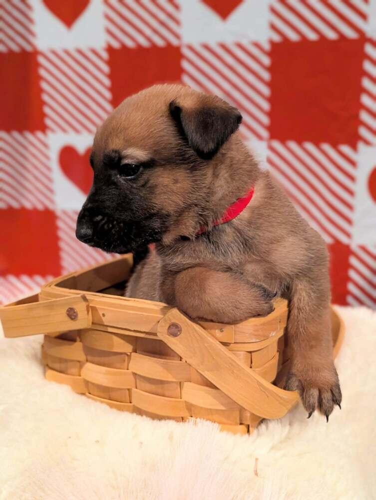 Stormy Skye Litter Albus