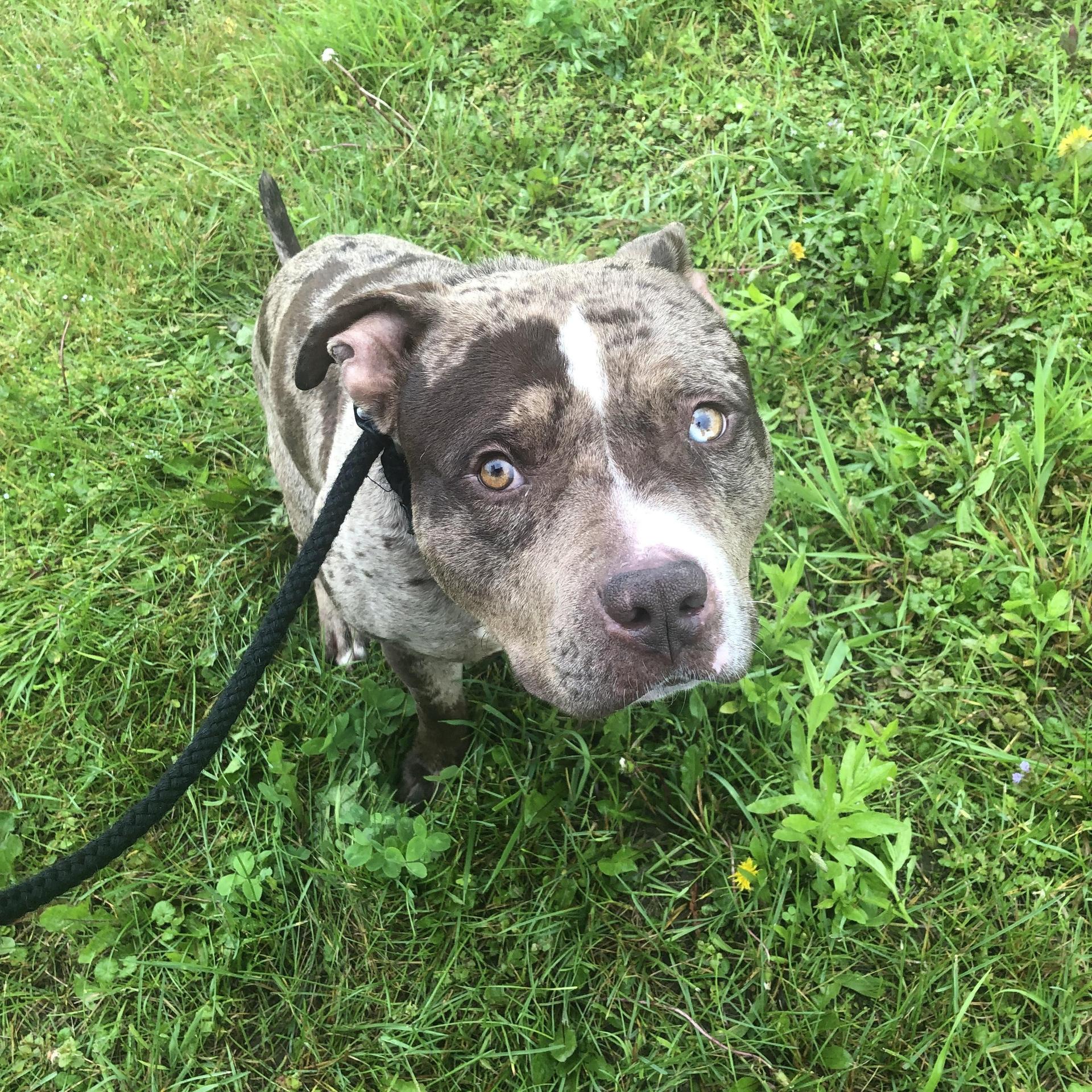 An adult large-sized male Merle (Blue) Pit Bull Terrier dog named Max for adoption in New York, NY