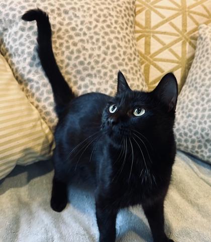 A young large-sized female Domestic Short Hair cat named Marcie $ for adoption in Seneca, SC
