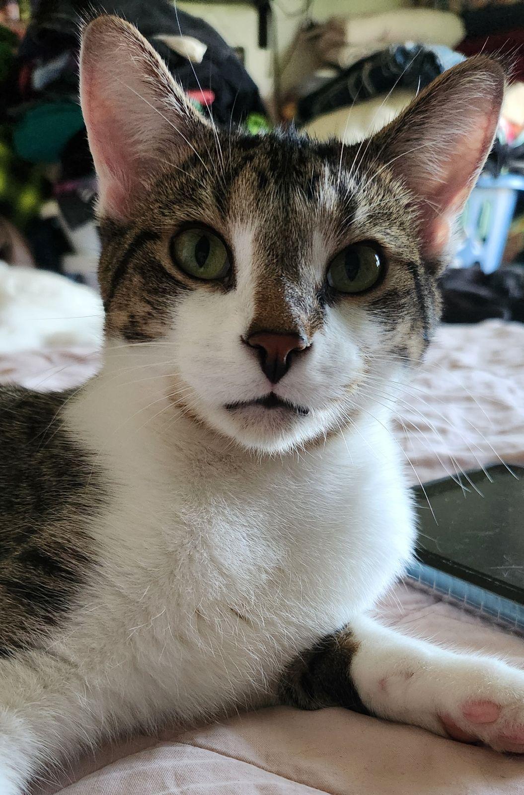 Leonardo And Michelangelo