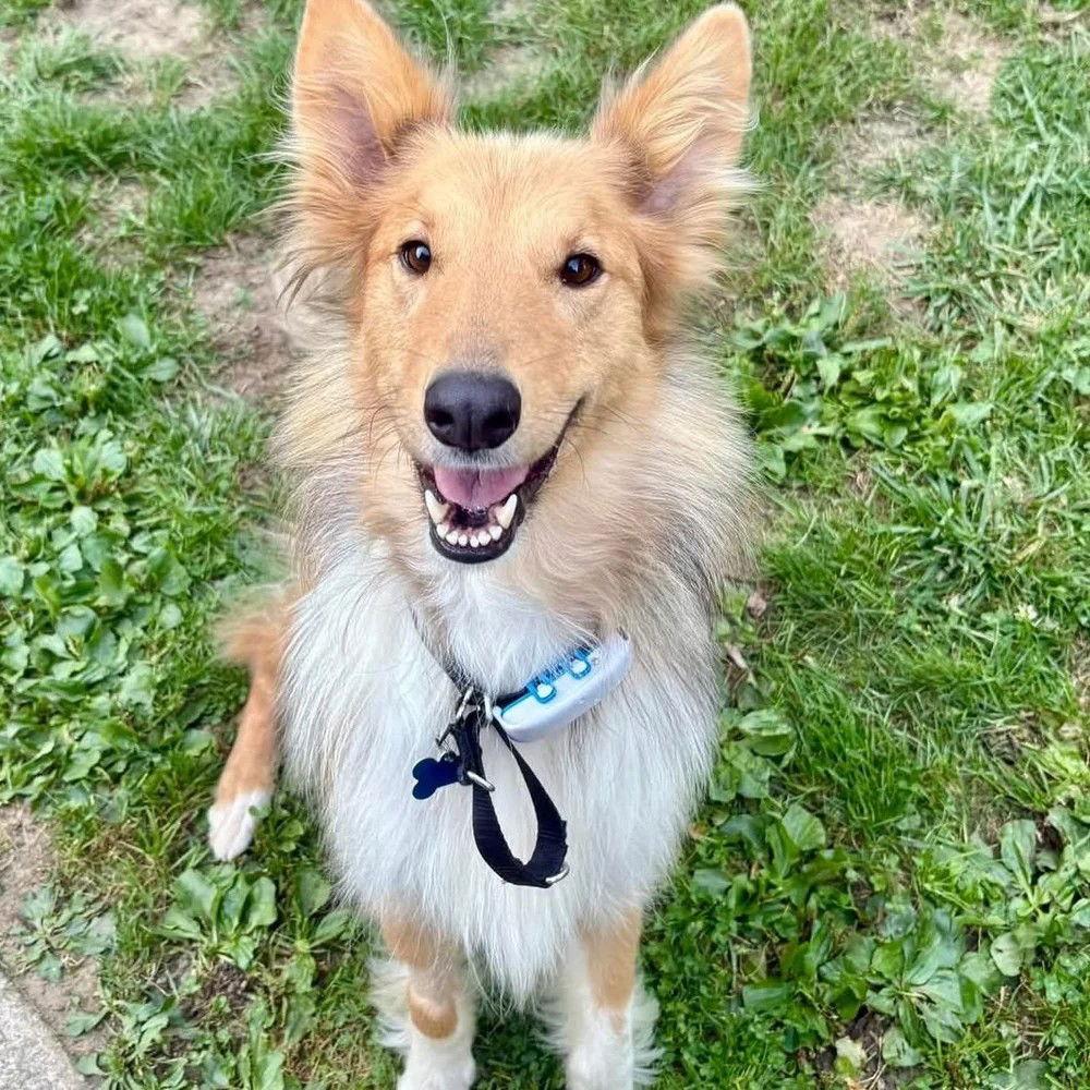 An adult medium-sized female Collie dog named Dusty for adoption in Dublin, OH