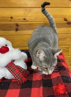 A baby medium-sized male Tabby (Gray / Blue / Silver) Tabby cat named Sparkle for adoption in Southern Pines, NC