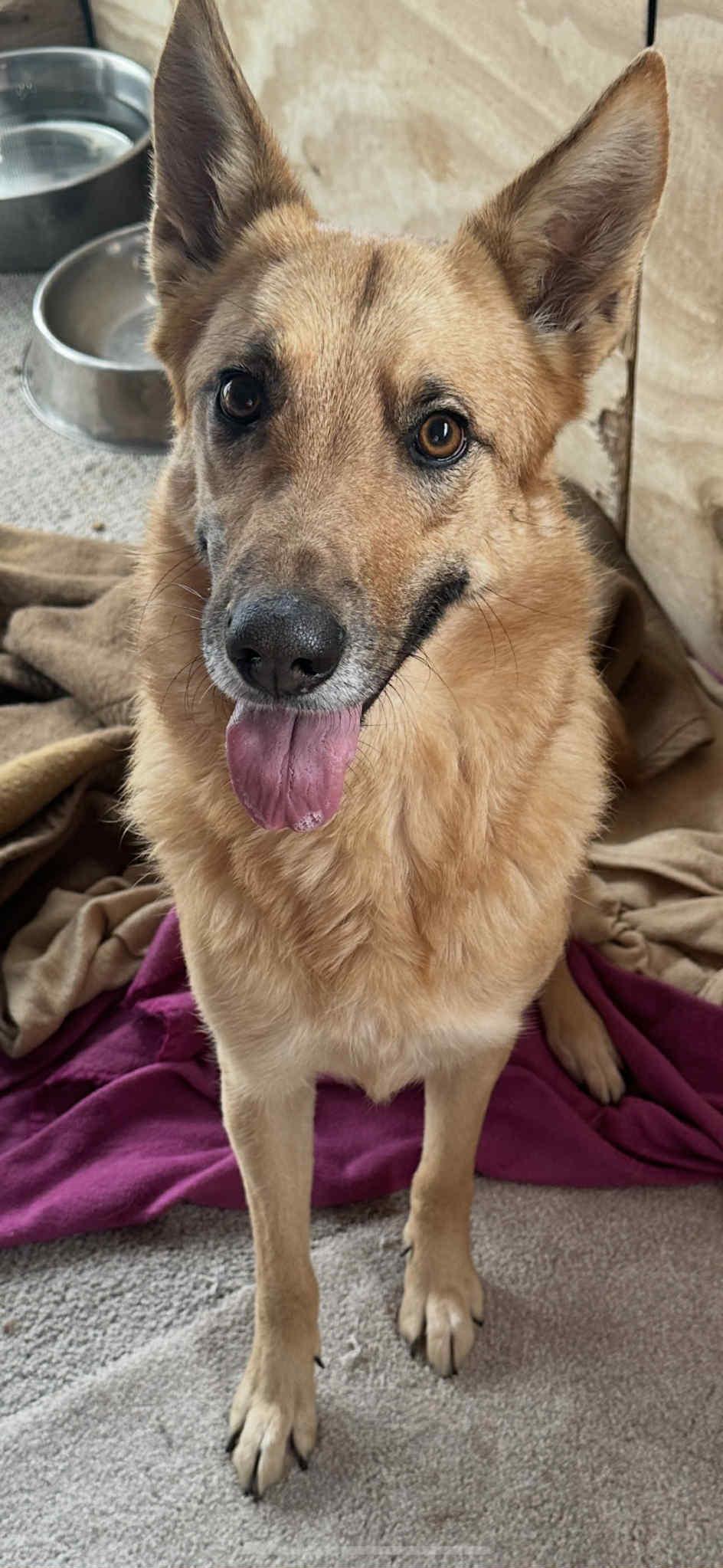 Cali The German Shepherd