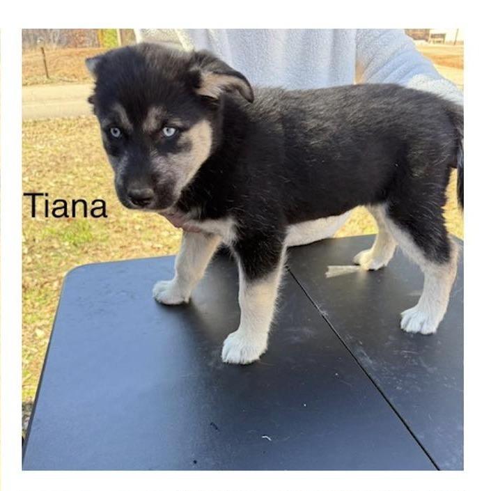 Tiana