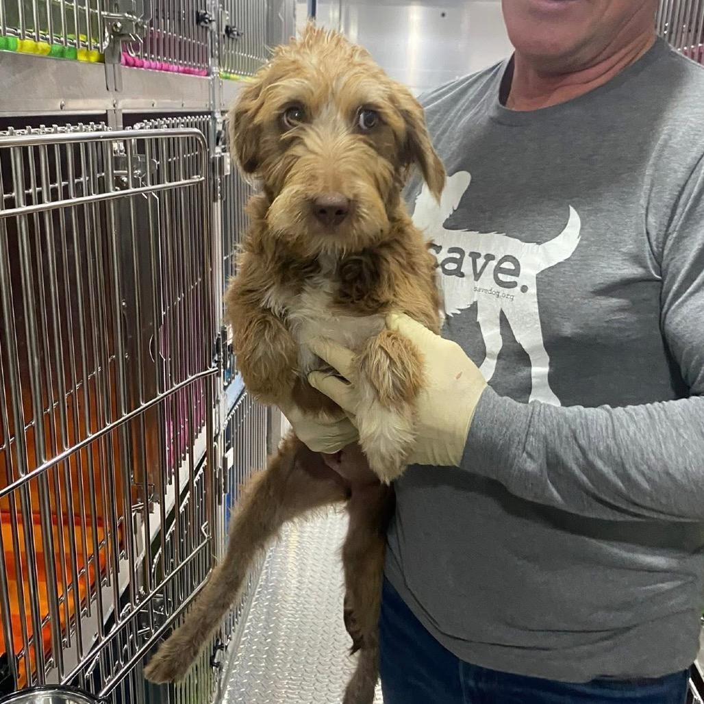 A baby medium-sized female Yellow / Tan / Blond / Fawn Poodle dog named Chloe for adoption in Alexandria, VA