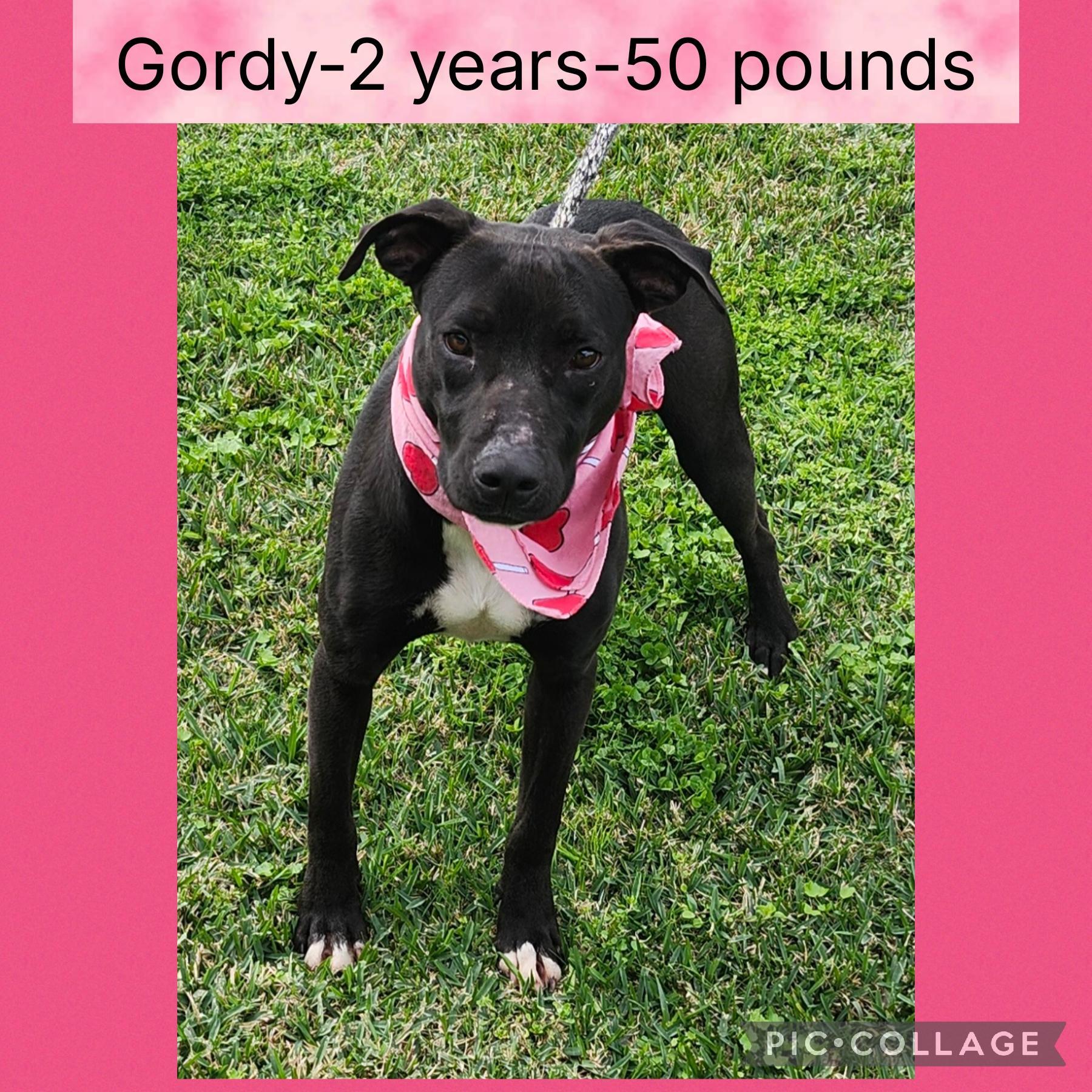 Gordy