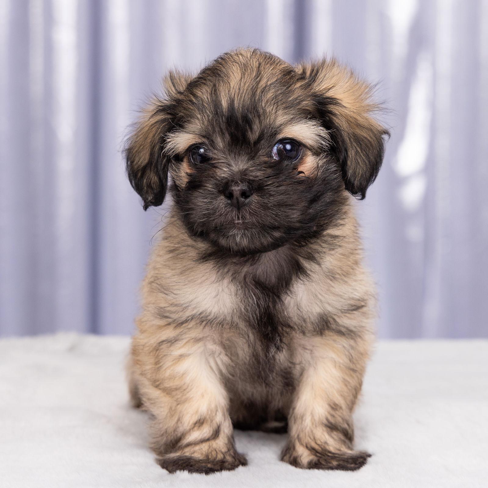 Peppa: Pedro Pony photo 1