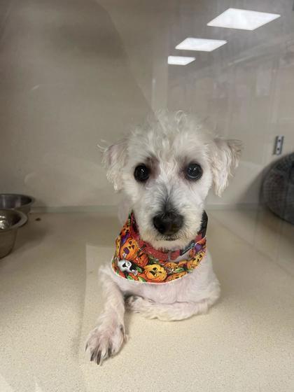 Hercules Please Read My