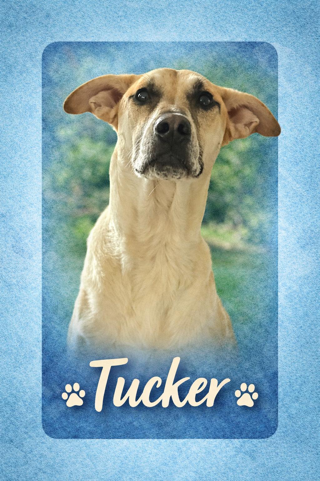 Tucker