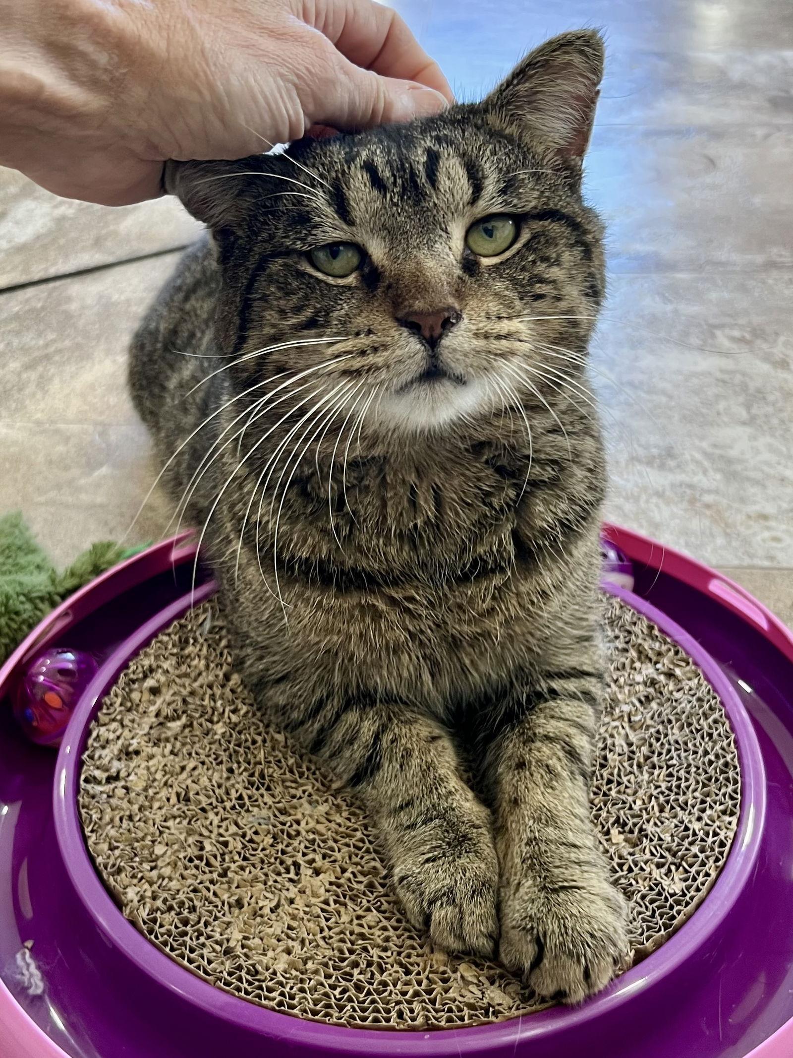 Hectorbrandywine Petsmart