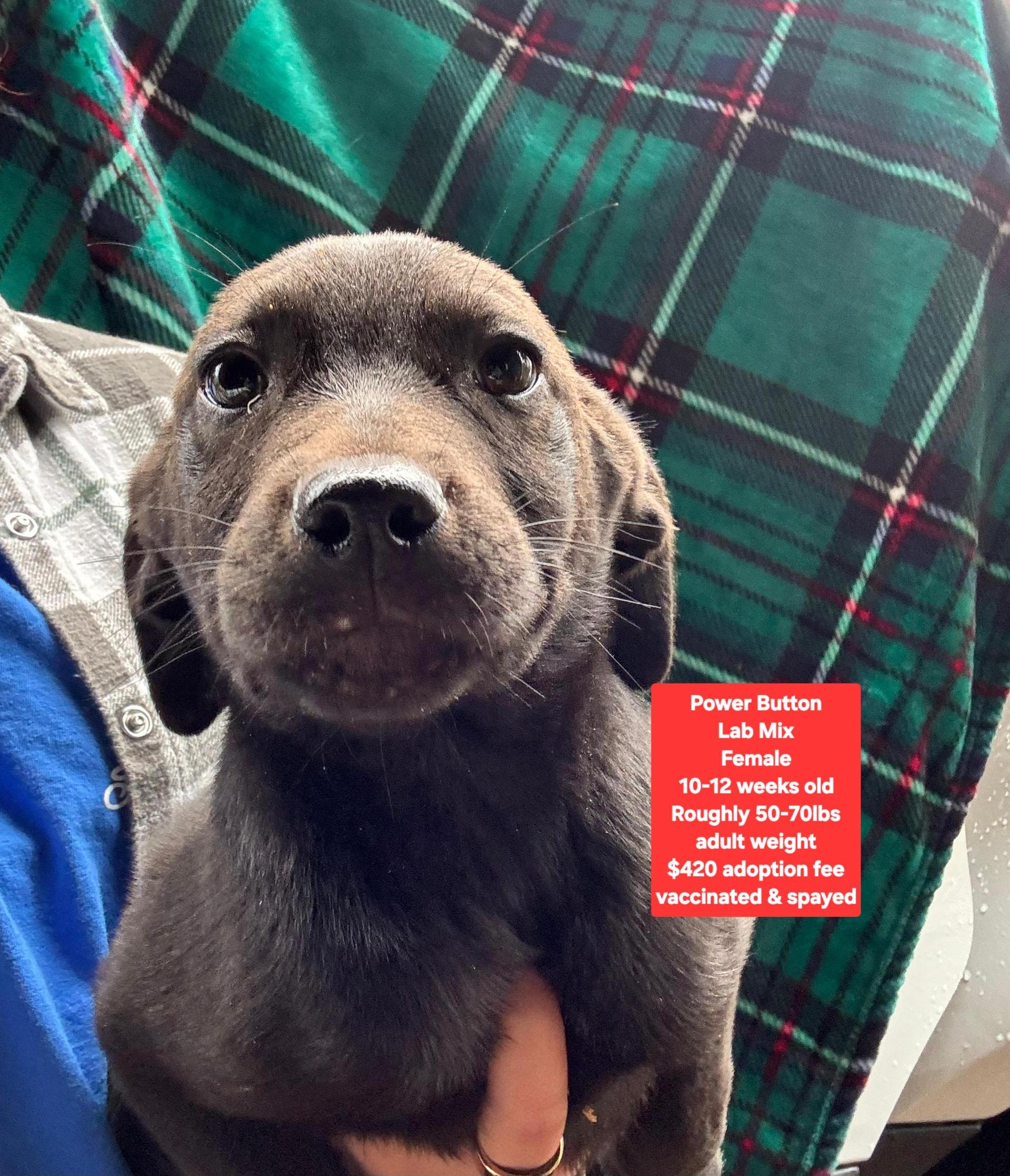 Power Button photo 1