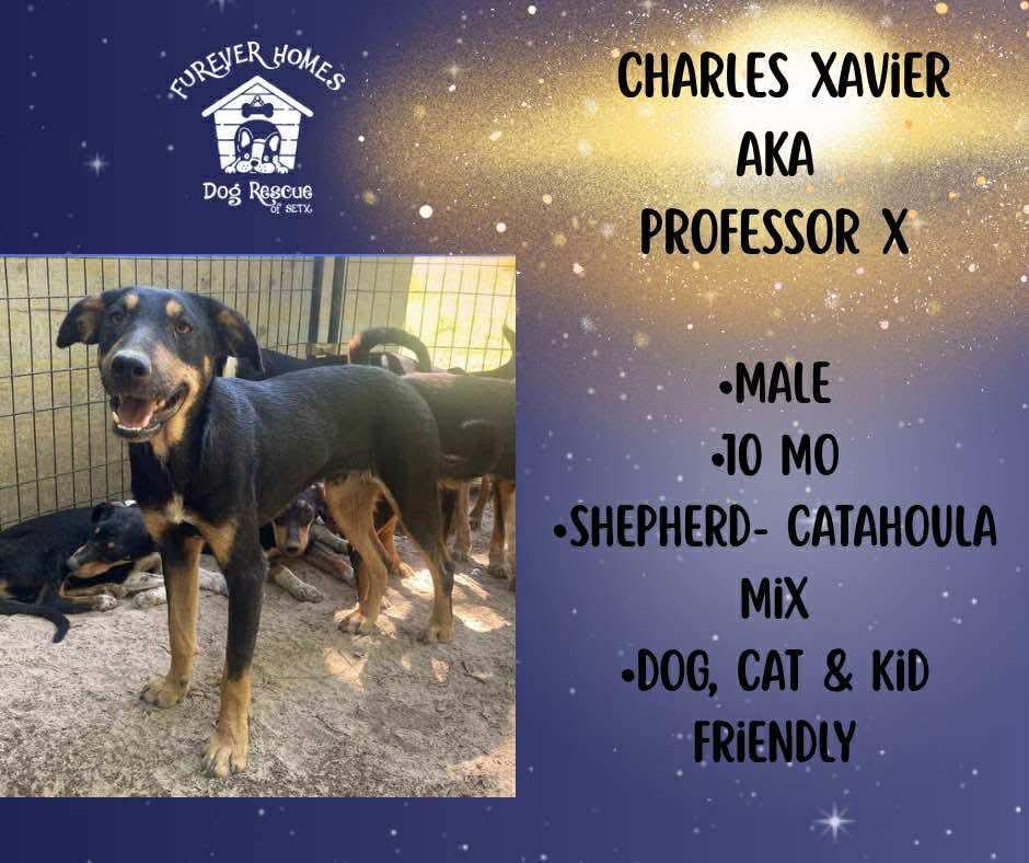 Charles Xavier Aka Professor