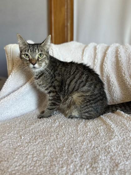 An adult medium-sized female Tabby (Brown / Chocolate) Tabby cat named Maryann for adoption in Dodgeville, WI