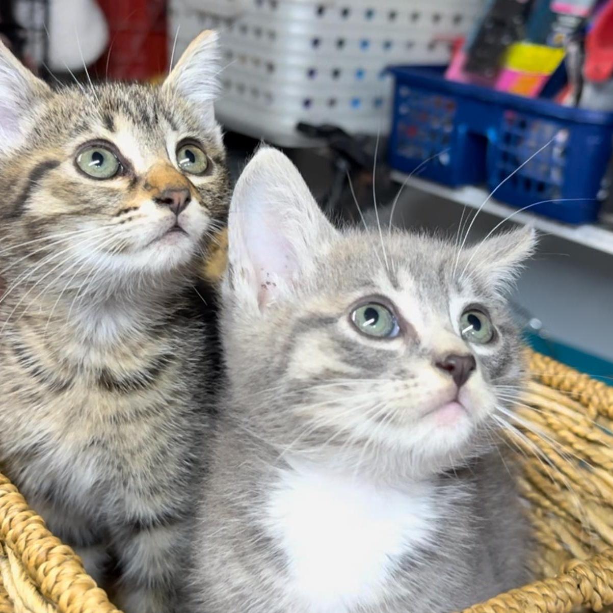 A baby small-sized male Tabby (Gray / Blue / Silver) Tabby cat named Phish And Tuna for adoption in Miami, FL