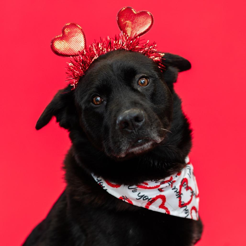 An adult large-sized male Black Labrador Retriever dog named Bruce Wayne for adoption in Fargo, ND